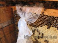 Пчелы забрали подкормку из пакета.