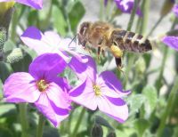 Пчела с обножкой. - abeilles-sion.ch -