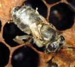 Признаки болезни - молодые пчелы с недоразвитыми крыльями.